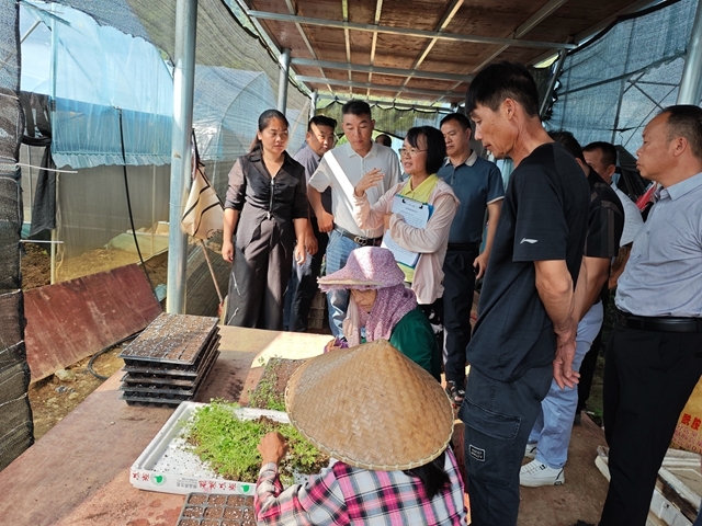 东兰县2025年岩黄连种植技术培训成功举办